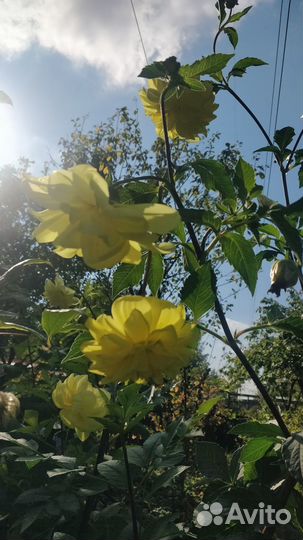 Георгины жёлтые