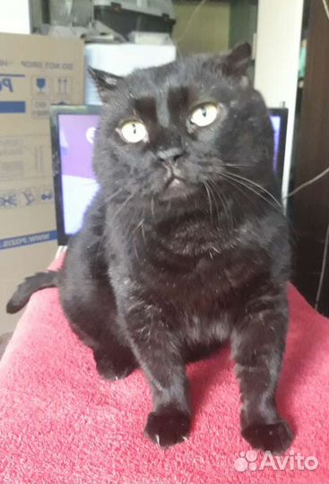 Метис британца