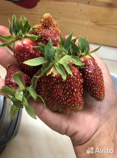 Рассада клубники Купчиха