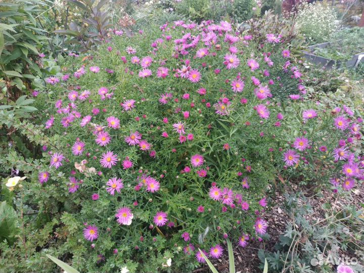 Астра многолетняя, нарциссы