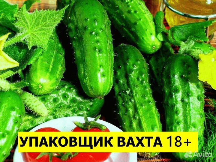 Упаковщик маринованных огурцов вахта Новоминская