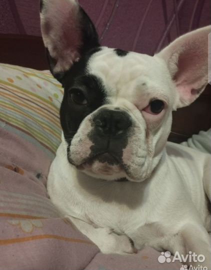 Французский бульдог