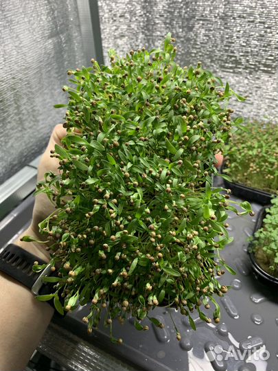 Микрозелень