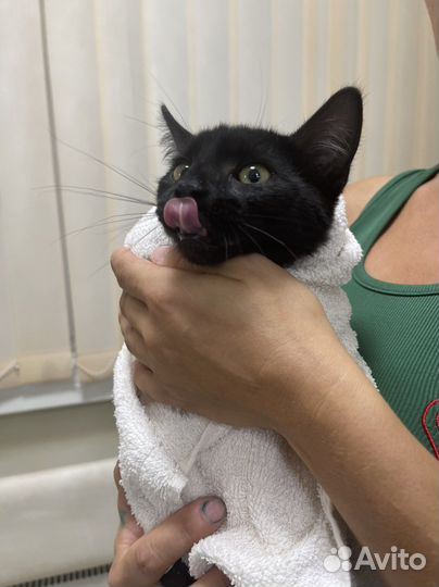 Кошка в дар бесплатно