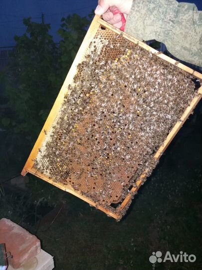 Пчёлопакеты