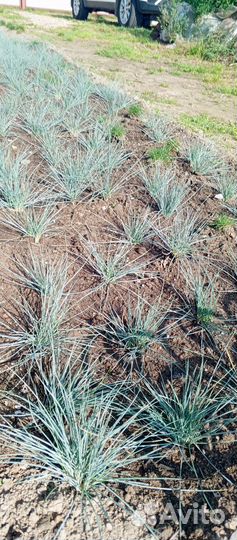 Овсяница голубая и Осока Бронко