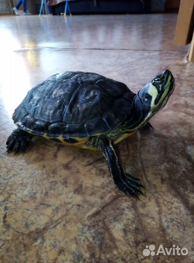 Красноухая черепаха