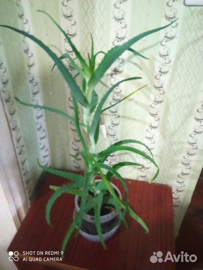 Алоэ лечебный