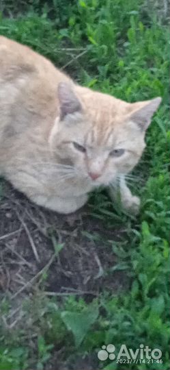 Кот рыжик