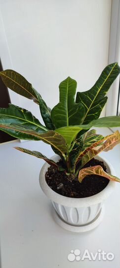 Кодиеум (кротон)