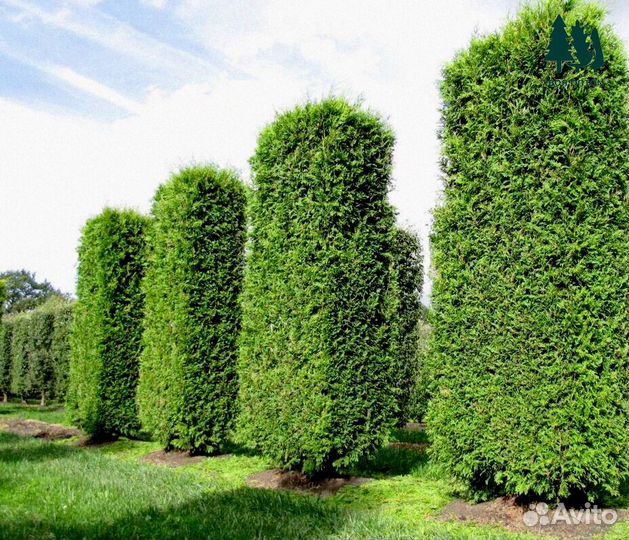 Туя брабант артикул М-124