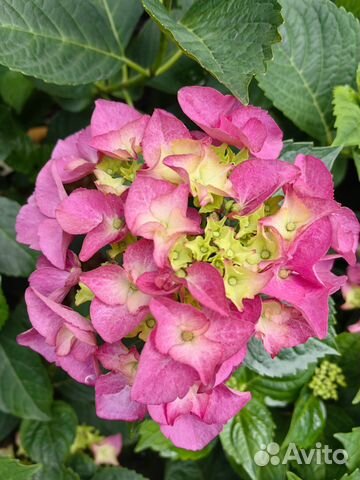 Гортензия крупнолистная Early Rose купить в Геленджике | Товары для ...