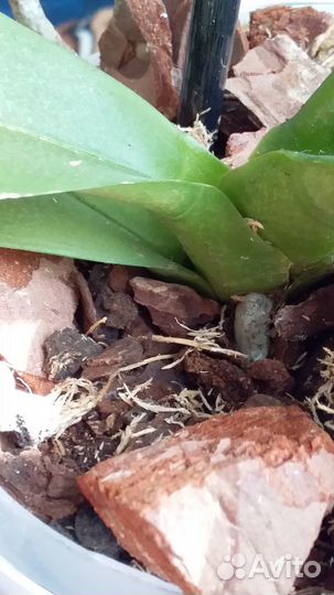 Орхидея фаленопсис 