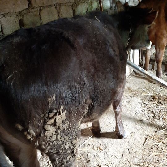 Телки.Возрост 1.2-1.4