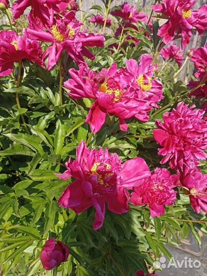 Ирисы, пионы