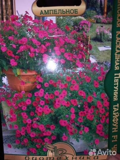 Рассада болгарский перец,петуния