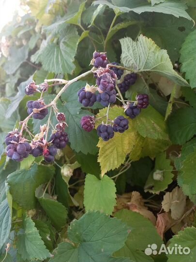 Саженцы ежевики