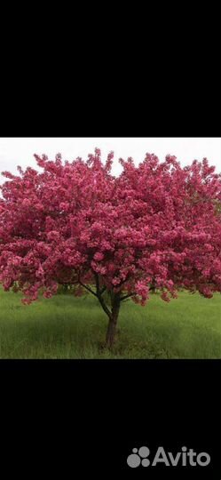 Розовая яблоня саженцы