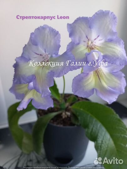 Стрептокарпусы, фиалки