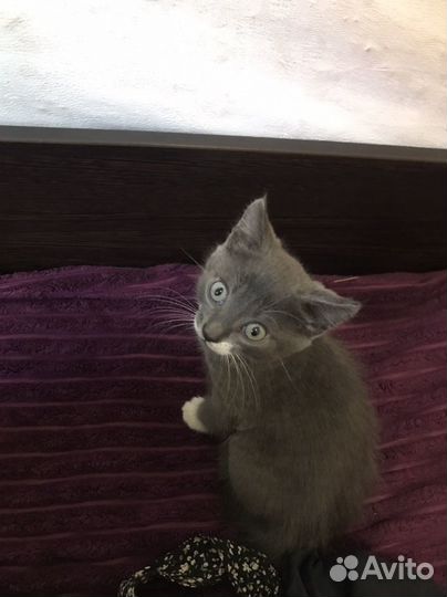 Отдам котят в добрые руки