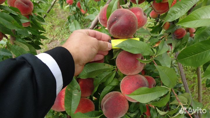 Саженцы персика