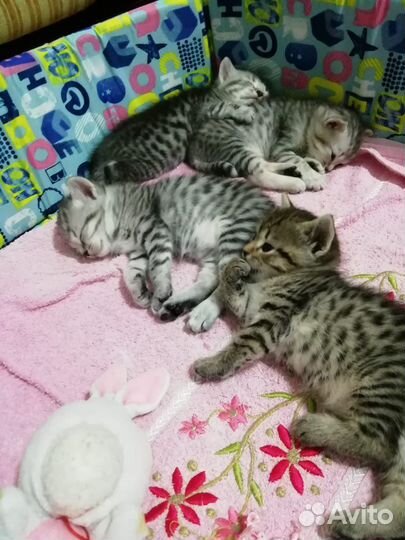 Отдам даром в добрые руки