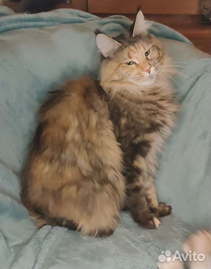 Кошки мейн-кун