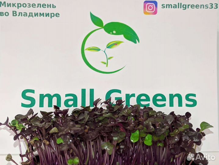 Микрозелень в наличии и под заказ С доставкой