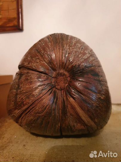 Какао орех 25 см