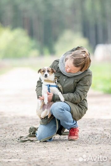 Маленькая собака в добрые руки