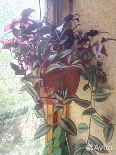 Комнатные растения