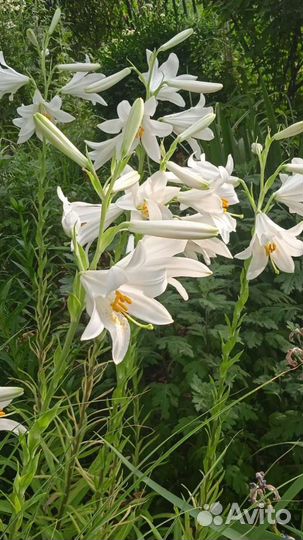 Жимолость Сентябринки Очиток Молочай Лилия Сныть