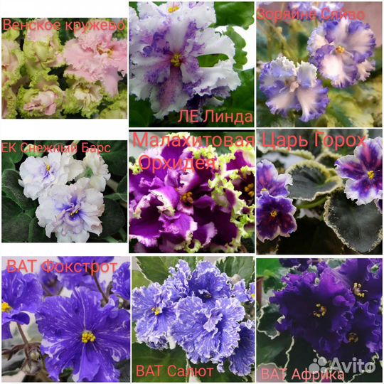 Сортовые фиалки