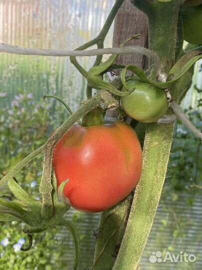 Томаты домашние