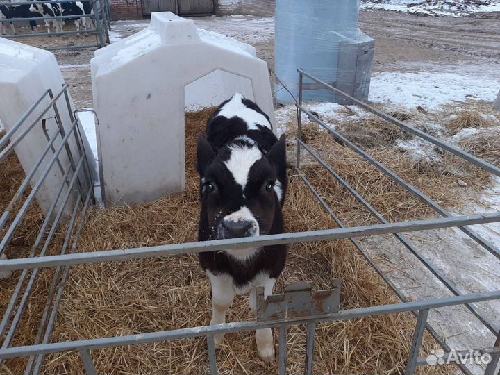 Бычки телята от 1мес