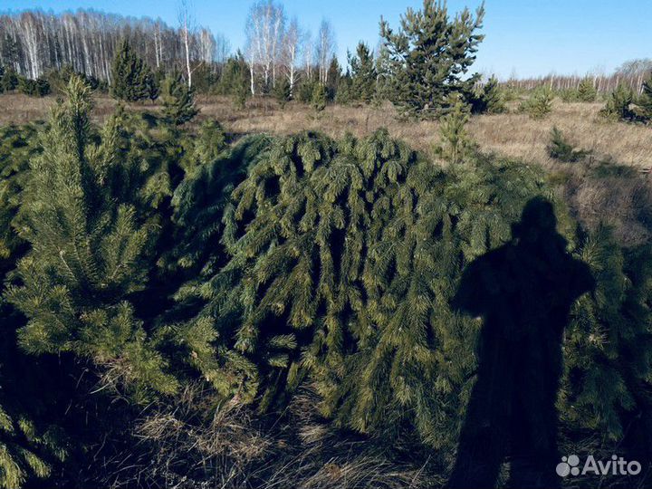 Сосна, ель, пихта, лапник