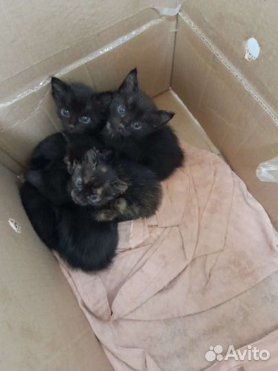 Котята в добрые руки бесплатно