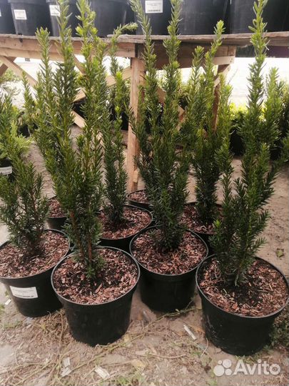 Тис ягодный