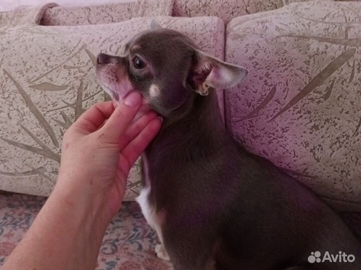 Вязка голубой ген