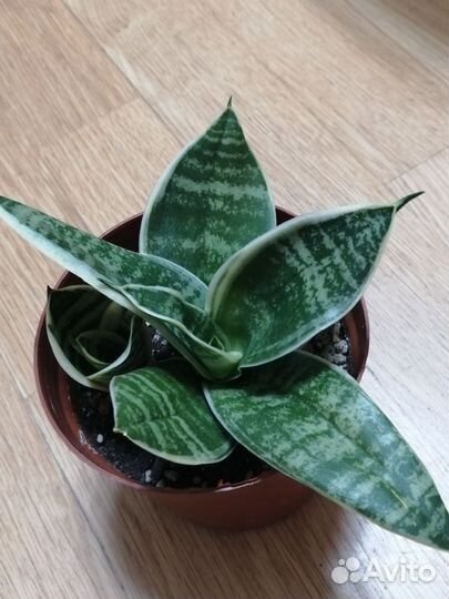 Комнатные растения 6