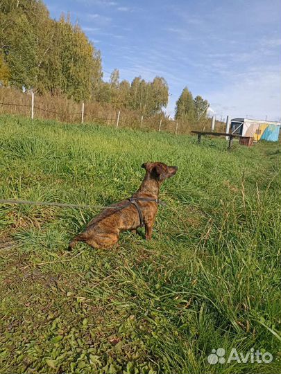 Вязка кобель