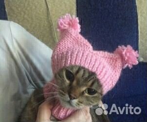Шапочки для любимых питомцев