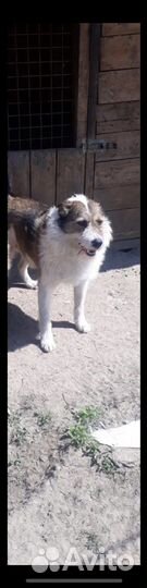 Собака в добрые руки отдам бесплатно