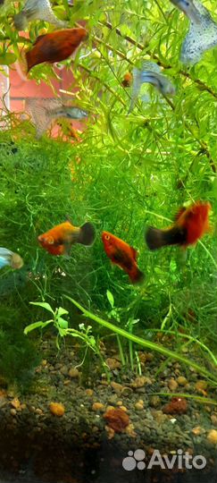 Пецилия, гуппи, моллинезия креветки, растения