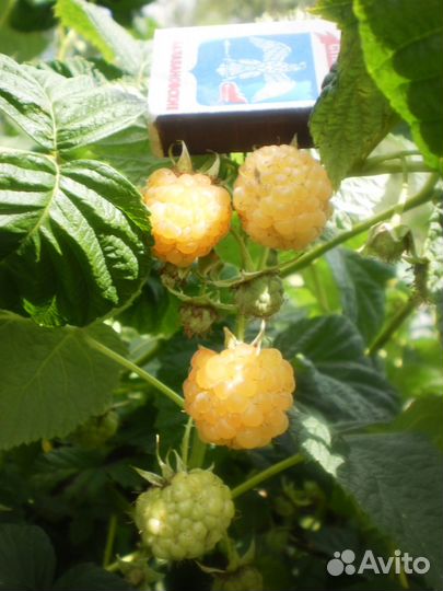 Саженцы малины