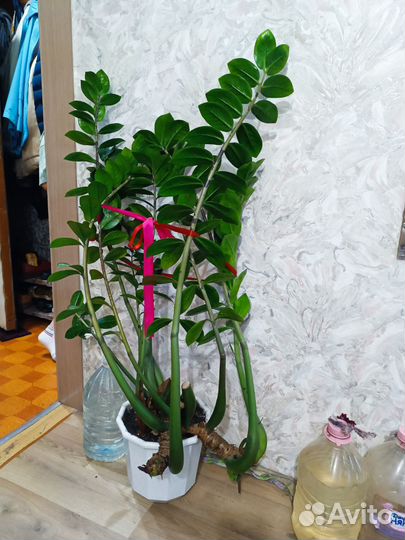 Замиокулькас