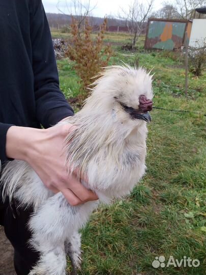 Китайские шелковые петушки