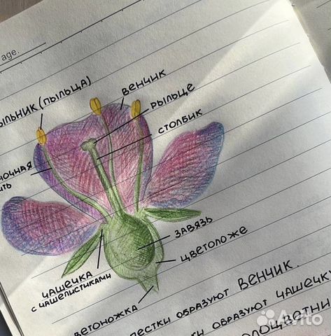 Репетитор биологии