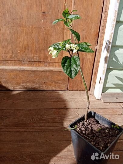 Клеродендрум Томпсона