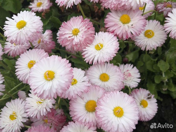 Маргаритка